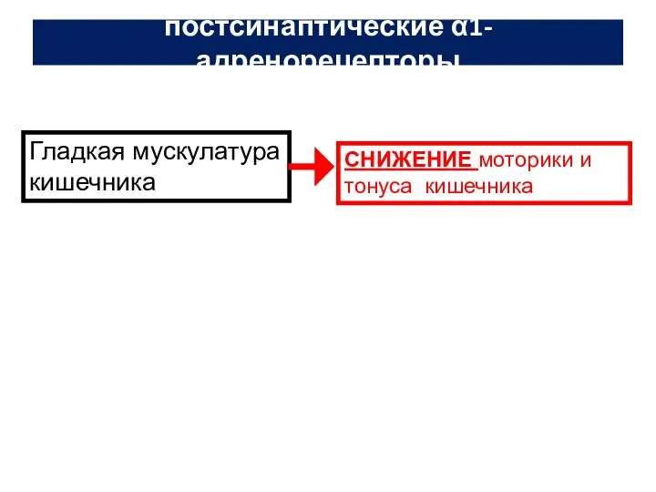 постсинаптические α1-адренорецепторы Гладкая мускулатура кишечника СНИЖЕНИЕ моторики и тонуса кишечника