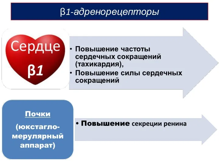 β1-адренорецепторы