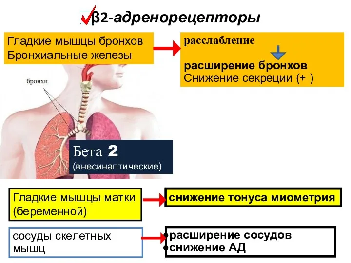 β2-адренорецепторы Бета 2 (внесинаптические) расслабление расширение бронхов Снижение секреции (+