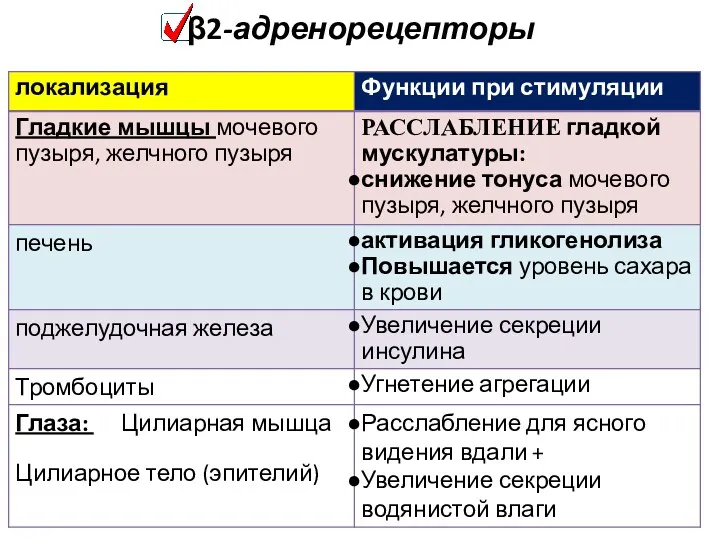 β2-адренорецепторы