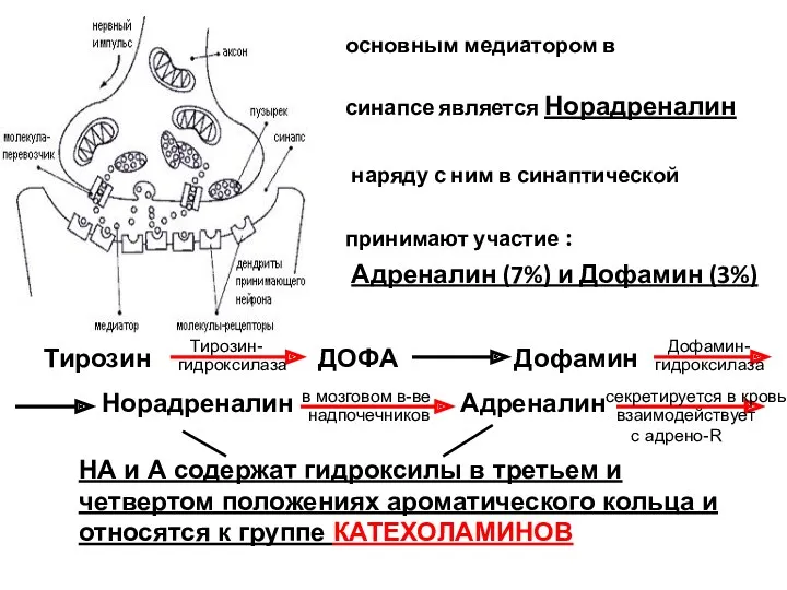 основным медиатором в адренергическом синапсе является Норадреналин (90%) наряду с