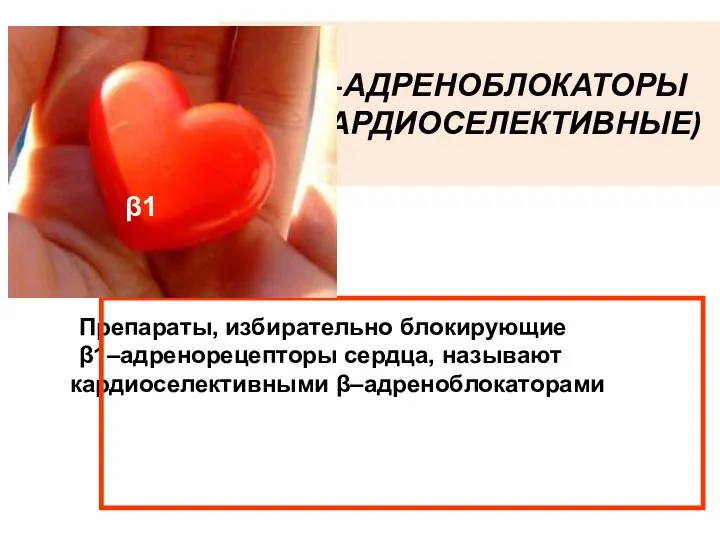 β1-АДРЕНОБЛОКАТОРЫ (КАРДИОСЕЛЕКТИВНЫЕ) Препараты, избирательно блокирующие β1–адренорецепторы сердца, называют кардиоселективными β–адреноблокаторами β1