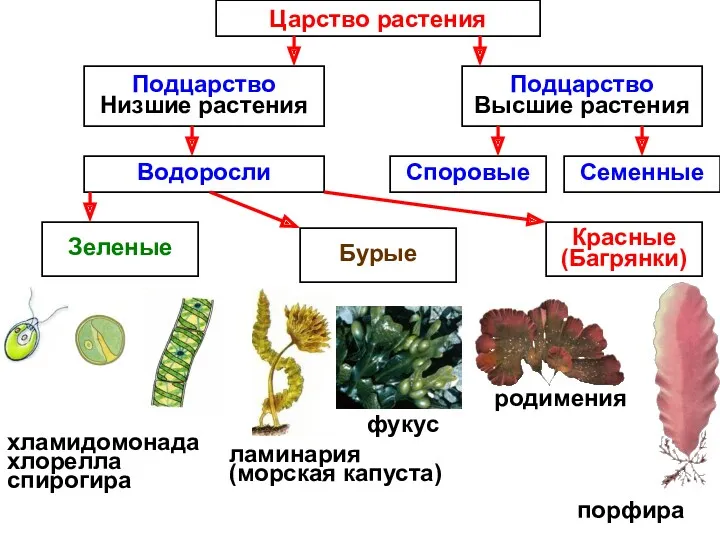 Царство растения Подцарство Низшие растения Подцарство Высшие растения Водоросли Семенные