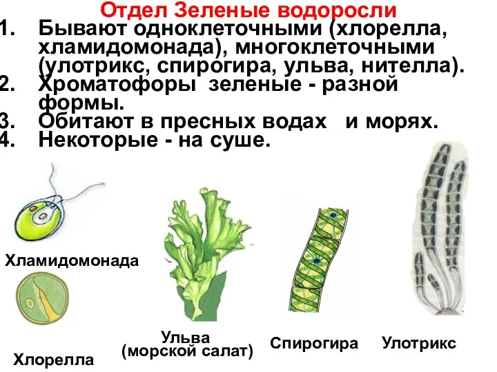 Отдел Зеленые водоросли Бывают одноклеточными (хлорелла, хламидомонада), многоклеточными (улотрикс, спирогира,