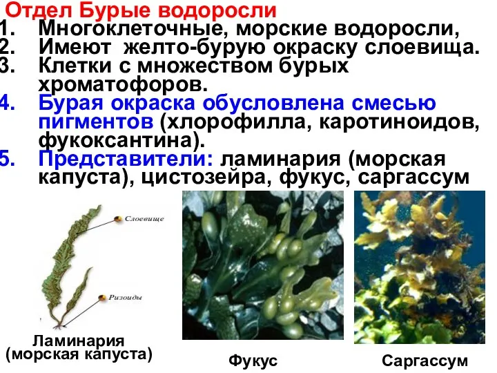 Отдел Бурые водоросли Многоклеточные, морские водоросли, Имеют желто-бурую окраску слоевища.