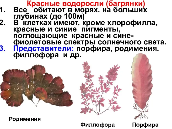 Красные водоросли (багрянки) Все обитают в морях, на больших глубинах