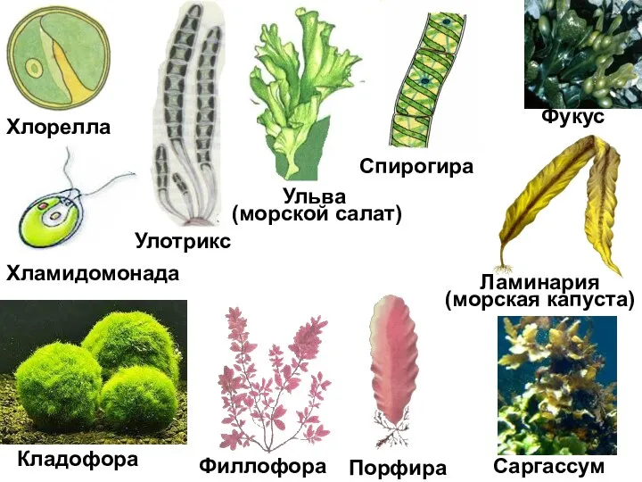 Хлорелла Порфира Спирогира Хламидомонада Ульва (морской салат) Улотрикс Ламинария (морская капуста) Фукус Саргассум Филлофора Кладофора