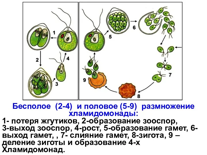 Бесполое (2-4) и половое (5-9) размножение хламидомонады: 1- потеря жгутиков,