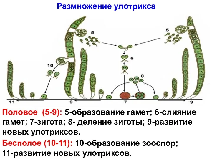 Размножение улотрикса Половое (5-9): 5-образование гамет; 6-слияние гамет; 7-зигота; 8-