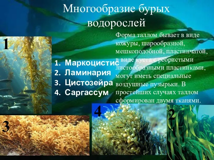 Многообразие бурых водорослей Маркоцистис Ламинария Цистозейра Саргассум 1 3 2 4 Форма таллом
