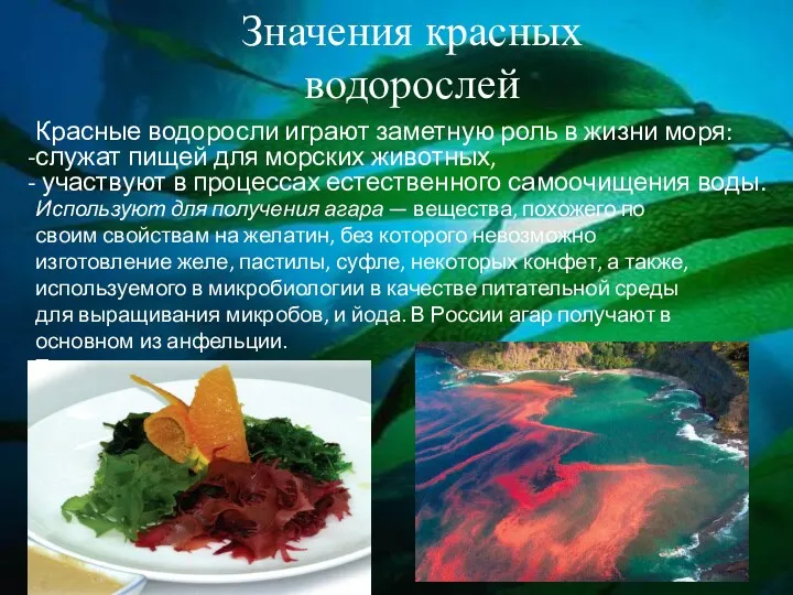 Значения красных водорослей Красные водоросли играют заметную роль в жизни моря: служат пищей