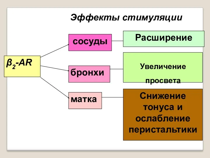 β2-AR сосуды бронхи матка Расширение Увеличение просвета Снижение тонуса и ослабление перистальтики Эффекты стимуляции