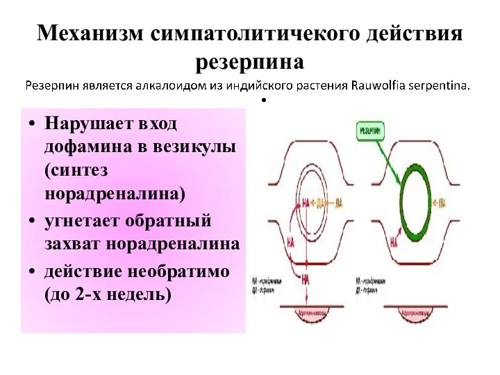 Механизм симпатолитичекого действия резерпина Нарушает вход дофамина в везикулы (синтез