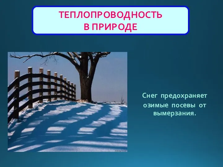 ТЕПЛОПРОВОДНОСТЬ В ПРИРОДЕ Снег предохраняет озимые посевы от вымерзания.