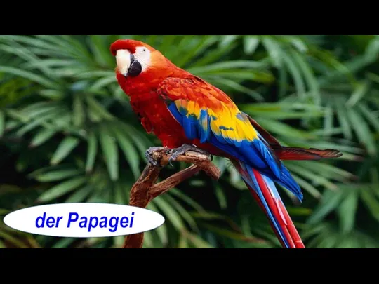 der Papagei