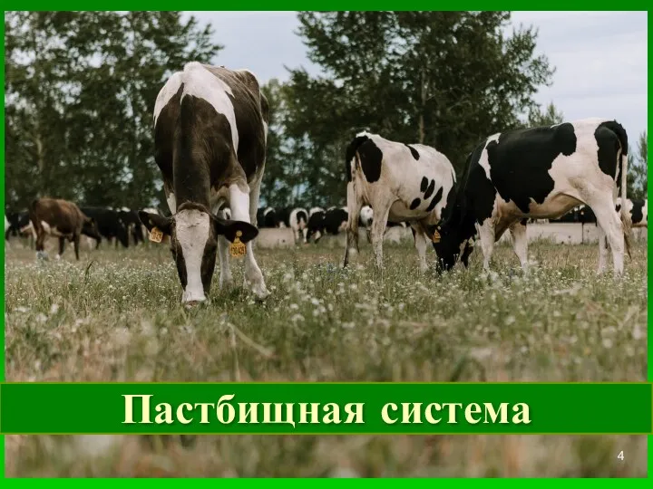 Пастбищная система