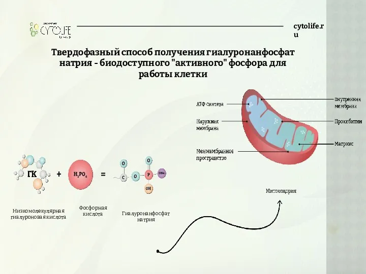 cytolife.ru Твердофазный способ получения гиалуронанфосфат натрия - биодоступного "активного" фосфора