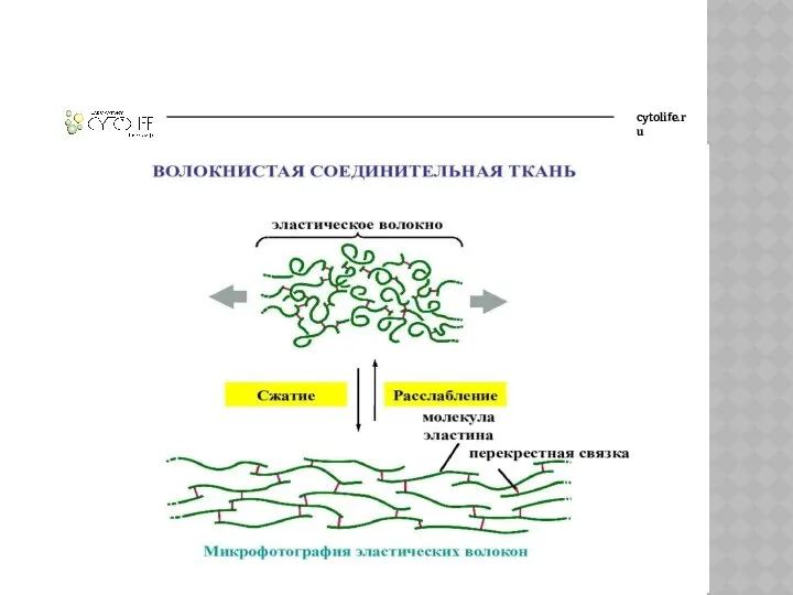 cytolife.ru