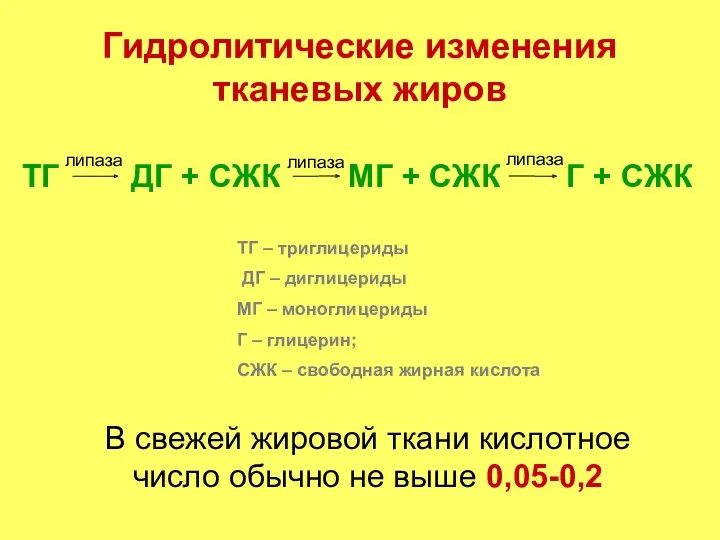 Гидролитические изменения тканевых жиров В свежей жировой ткани кислотное число