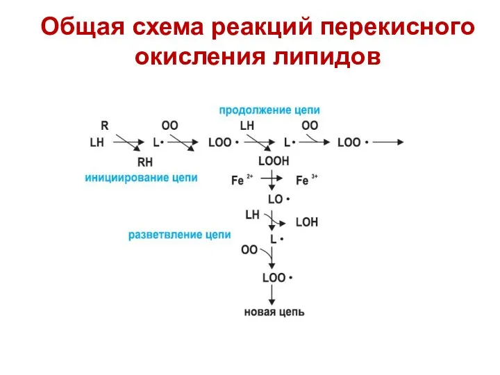 Общая схема реакций перекисного окисления липидов