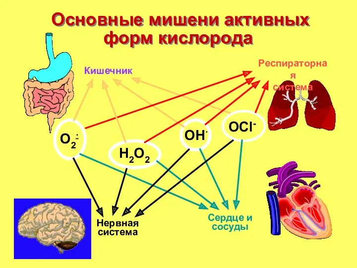 Основные мишени активных форм кислорода O2∙ H2O2 OСl- OH∙ Кишечник