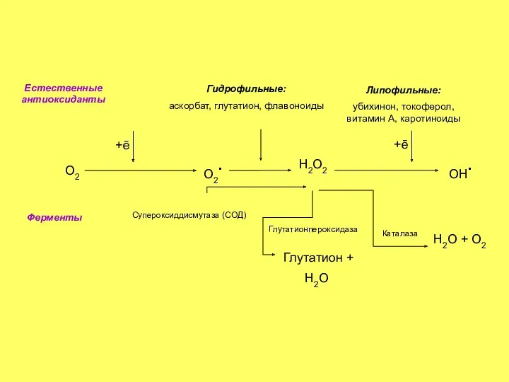 О2 О2. Н2О2 ОН. Естественные антиоксиданты Ферменты Гидрофильные: аскорбат, глутатион,