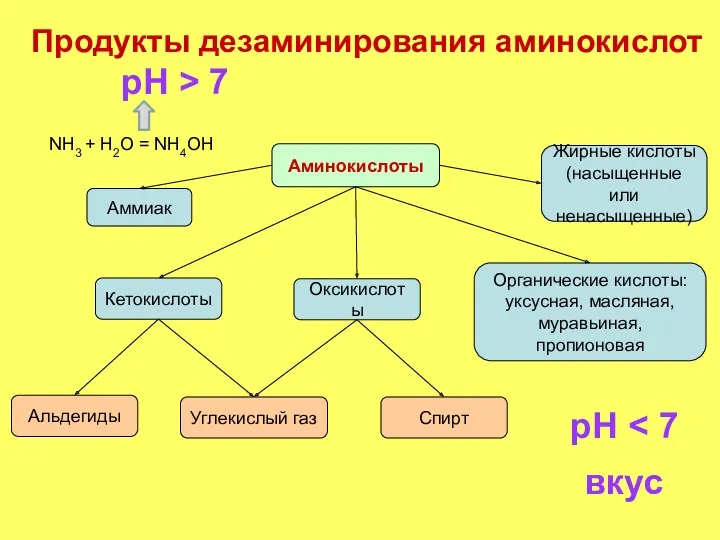 Продукты дезаминирования аминокислот Аминокислоты Аммиак Кетокислоты Оксикислоты Жирные кислоты (насыщенные