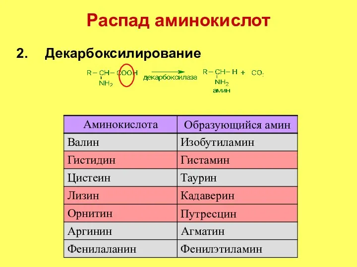 Распад аминокислот Декарбоксилирование Фенилэтиламин Фенилаланин Путресцин Орнитин Агматин Аргинин Кадаверин