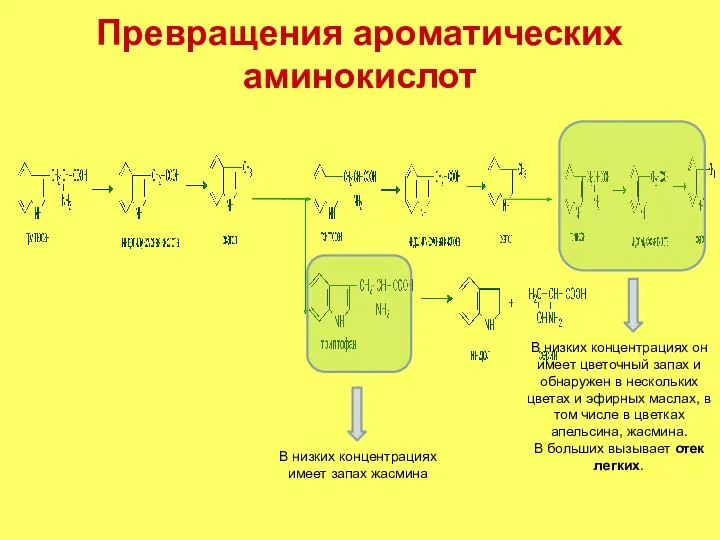 Превращения ароматических аминокислот В низких концентрациях он имеет цветочный запах