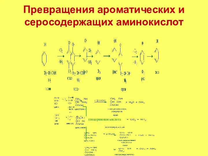 Превращения ароматических и серосодержащих аминокислот глицериновая кислота