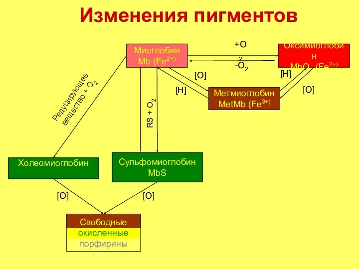 Изменения пигментов Оксимиоглобин MbO2 (Fe2+) Метмиоглобин MetMb (Fe3+) Миоглобин Mb