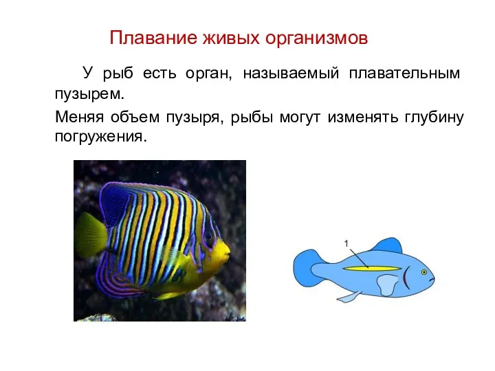 У рыб есть орган, называемый плавательным пузырем. Меняя объем пузыря,