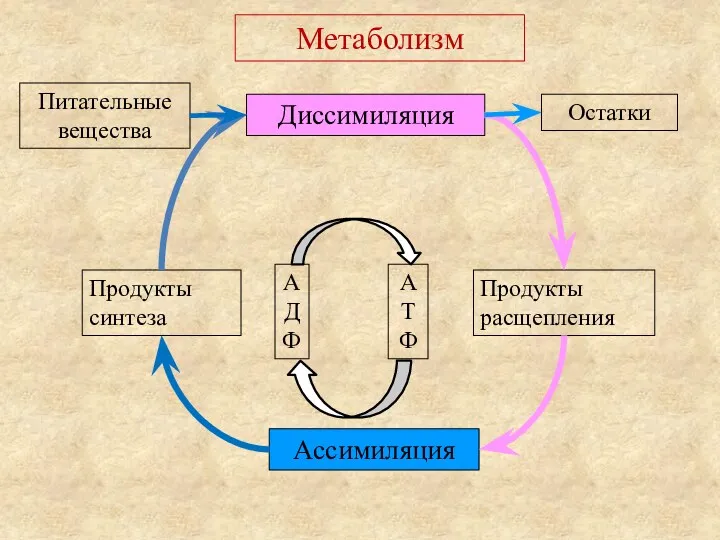 Метаболизм Питательные вещества Диссимиляция Остатки Продукты синтеза Продукты расщепления АДФ АТФ Ассимиляция