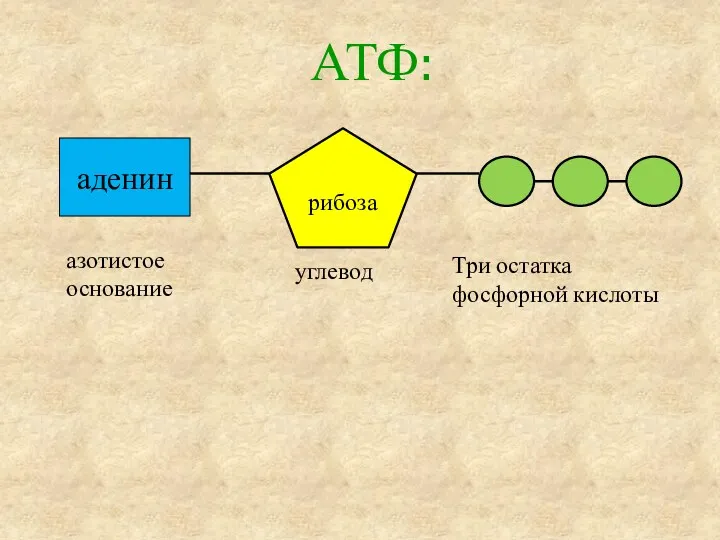 АТФ: аденин азотистое основание углевод рибоза Три остатка фосфорной кислоты