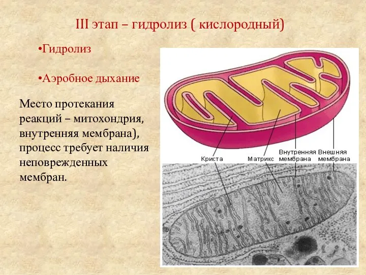 III этап – гидролиз ( кислородный) Гидролиз Аэробное дыхание Место