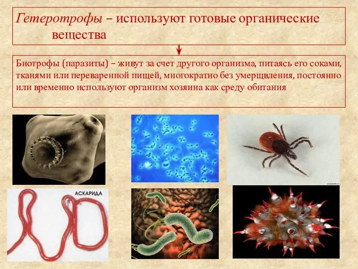 Гетеротрофы – используют готовые органические вещества Биотрофы (паразиты) – живут