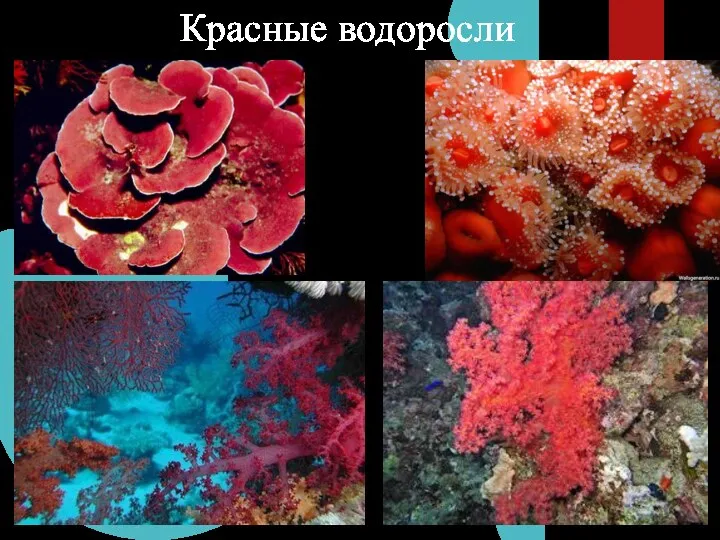 Красные водоросли