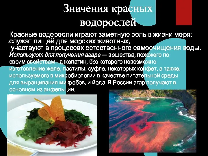 Значения красных водорослей Красные водоросли играют заметную роль в жизни моря: служат пищей