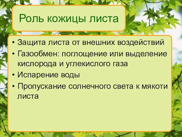 Роль кожицы листа Защита листа от внешних воздействий Газообмен: поглощение или выделение кислорода