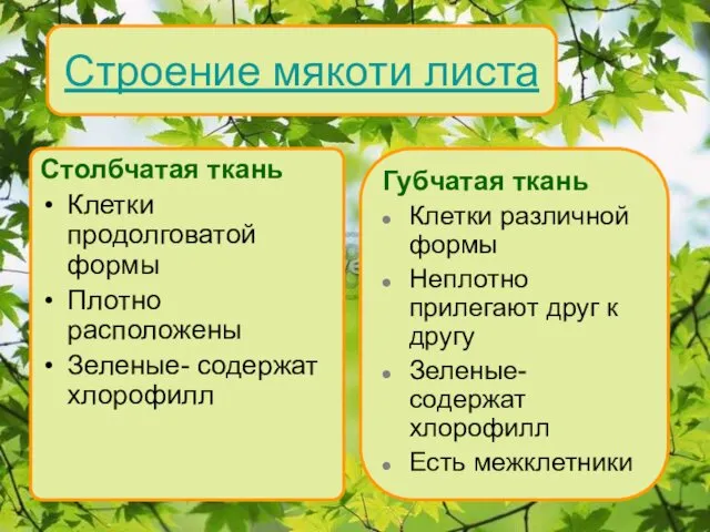 Строение мякоти листа Столбчатая ткань Клетки продолговатой формы Плотно расположены