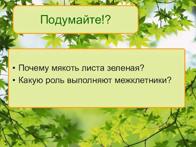 Подумайте!? Почему мякоть листа зеленая? Какую роль выполняют межклетники?