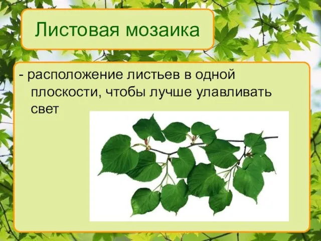 Листовая мозаика - расположение листьев в одной плоскости, чтобы лучше улавливать свет