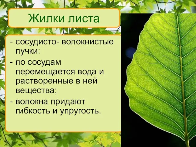 Жилки листа сосудисто- волокнистые пучки: по сосудам перемещается вода и растворенные в ней