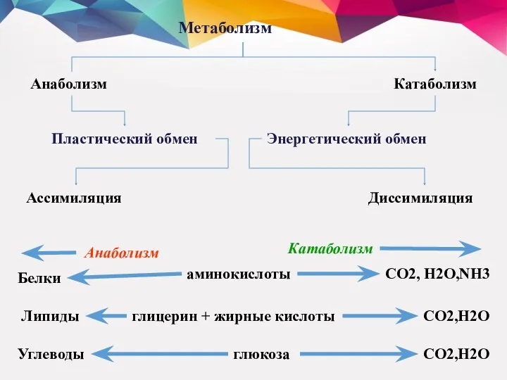 Метаболизм Пластический обмен Ассимиляция Анаболизм Энергетический обмен Диссимиляция Катаболизм аминокислоты