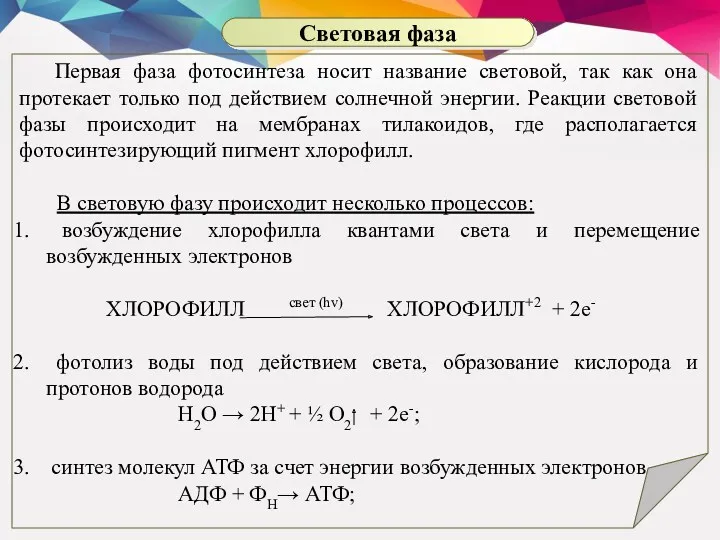 Первая фаза фотосинтеза носит название световой, так как она протекает