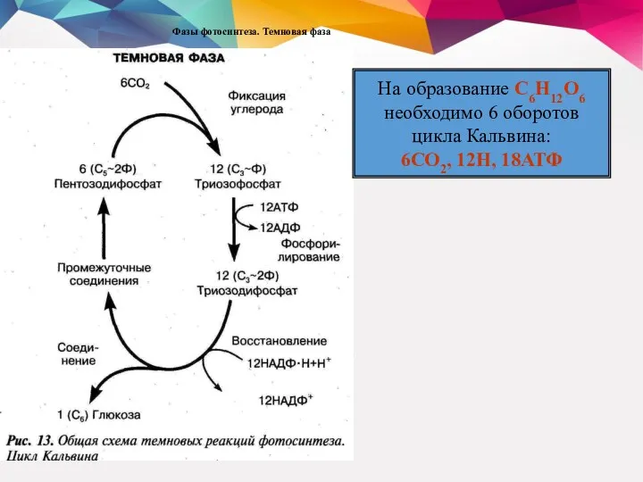 Фазы фотосинтеза. Темновая фаза На образование С6Н12О6 необходимо 6 оборотов цикла Кальвина: 6СО2, 12Н, 18АТФ
