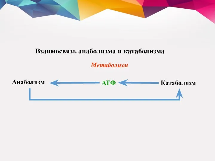 Взаимосвязь анаболизма и катаболизма Анаболизм АТФ Метаболизм Катаболизм