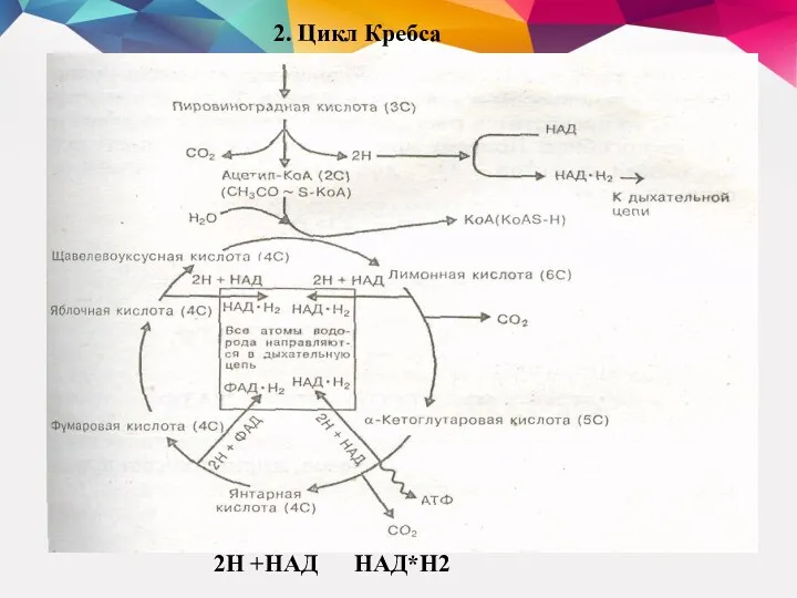 2. Цикл Кребса 2Н +НАД НАД*Н2