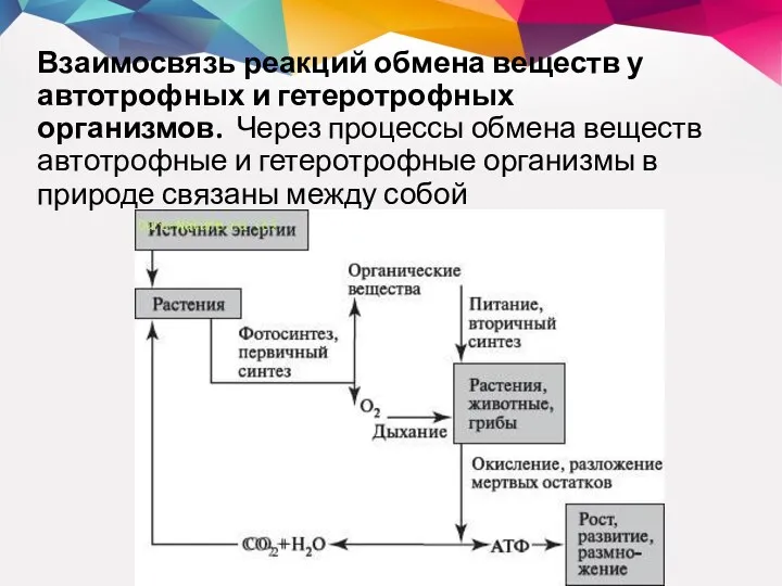 Взаимосвязь реакций обмена веществ у автотрофных и гетеротрофных организмов. Через