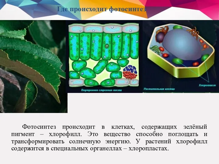 Где происходит фотосинтез Фотосинтез происходит в клетках, содержащих зелёный пигмент